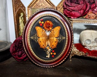 Antique gilt frame, convex glass, butterfly, Vindula dejone, cabinet of curiosities, entomology, taxidermied, oddities, witch decor