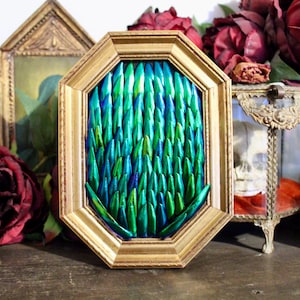 Vintage gilded frame elytron sternocera curiosity framed Naturalized entomology cabinet curiosity oddities cetoine wunderkammer baroque