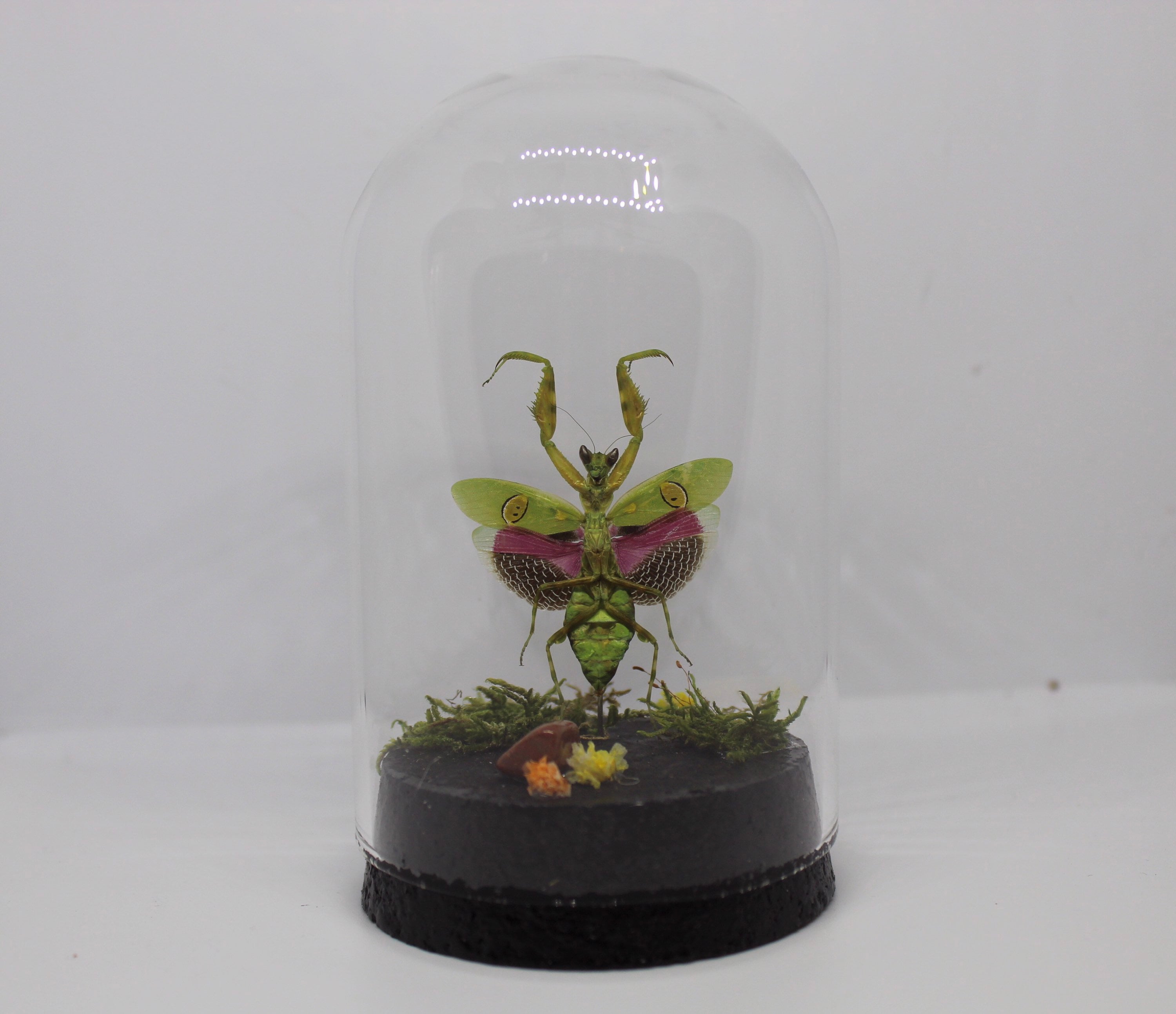 Globe insect mantis Asian flower creobroter gemmatus cabinet of curiosities entomology real naturalized taxidermy pink agate mantis
