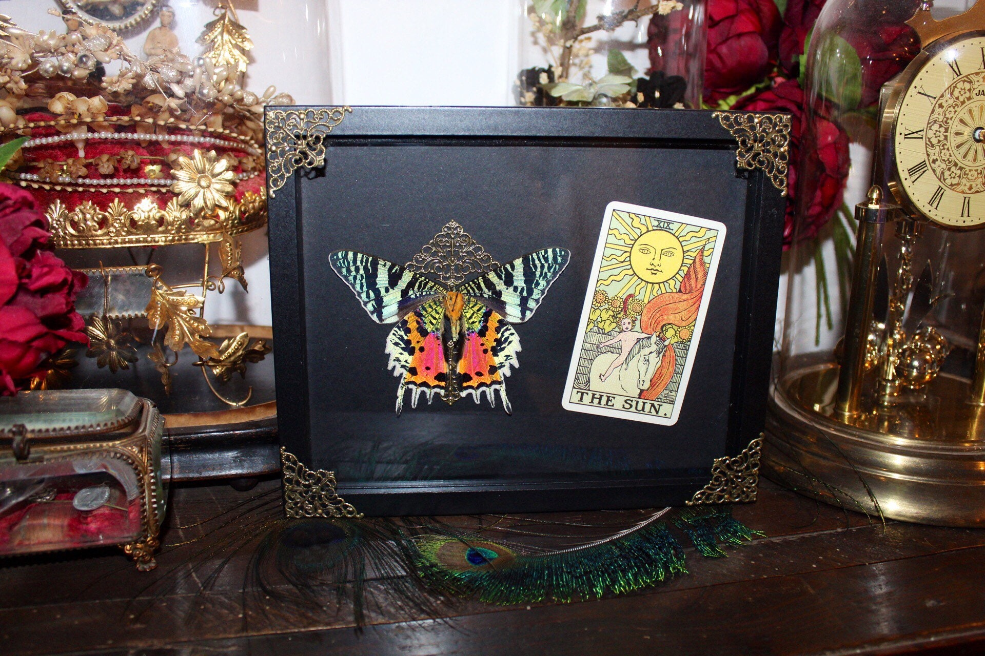 Cadre Véritable Papillo Sunset Moth Taxidermie Curiosité Cursed Witch Oddities Cabinet de Card Tarot