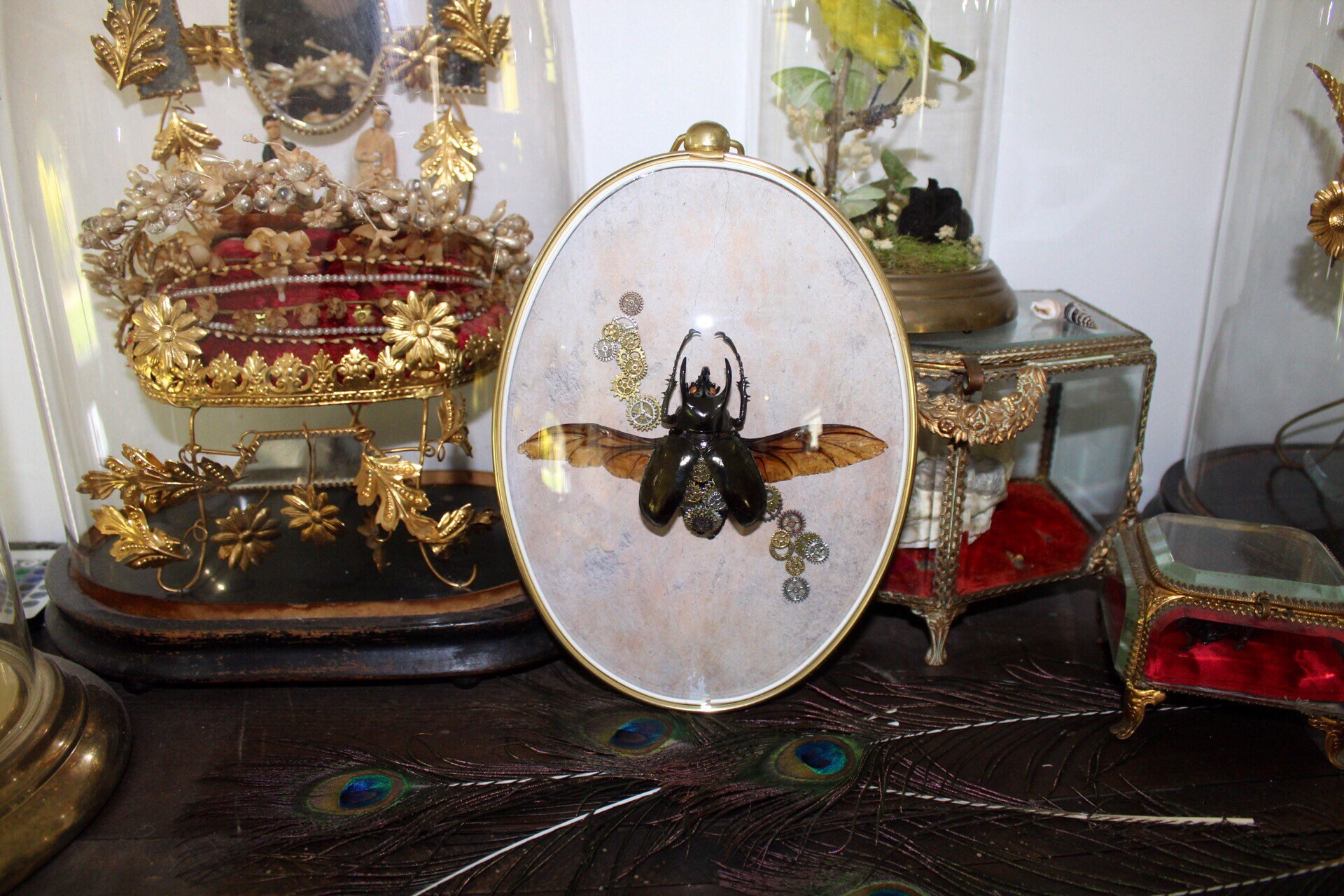 Cadre Véritable Scarabée Chalcosoma Atlas Steampunk Oddities Cabinet de Curiosité Cadre Bombé Entomo