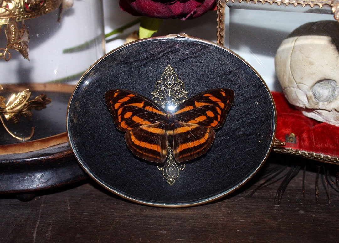 Antique Gilt Frame Curved Glass Butterfly Tacola Eulimene Etsy