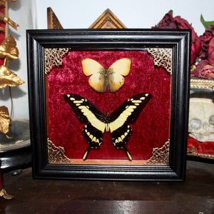 Frame real naturalized butterfly papilio thoas king swallowtail cabinet of curiosities entomology wunderkammer butterfly witch decor