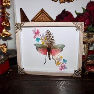 Frame entomology rainbow cricket Phymateus saxosus oddities cabinet of curiosities insect witch decor wunderkammer