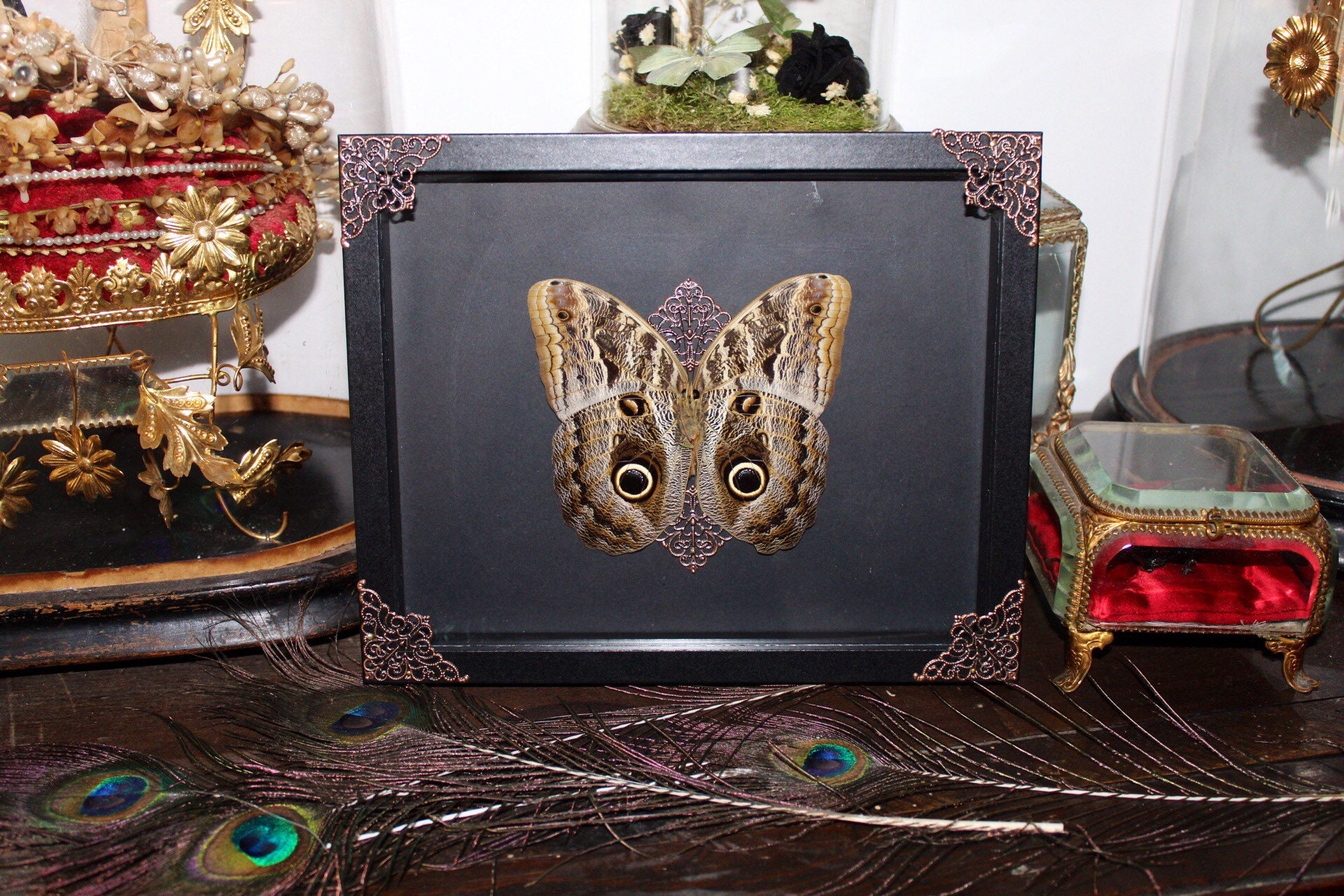 Cadre Véritable Papillon Naturalisé Caligo Placidianus Taxidermie Curiosité Red Mormon Cursed Witch 