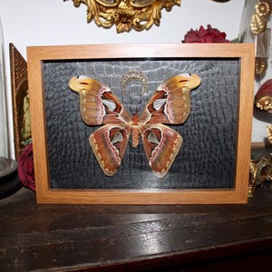 Real butterfly frame Attacus atlas cabinet of curiosities entomology giant moth oddities wunderkammer witch decor velvet Ex voto