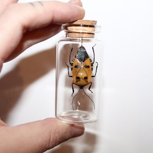 Real Glass Vial Catacanthus incarnatus Curiosity Framed Naturalized Entomology Cabinet Curiosity Oddities