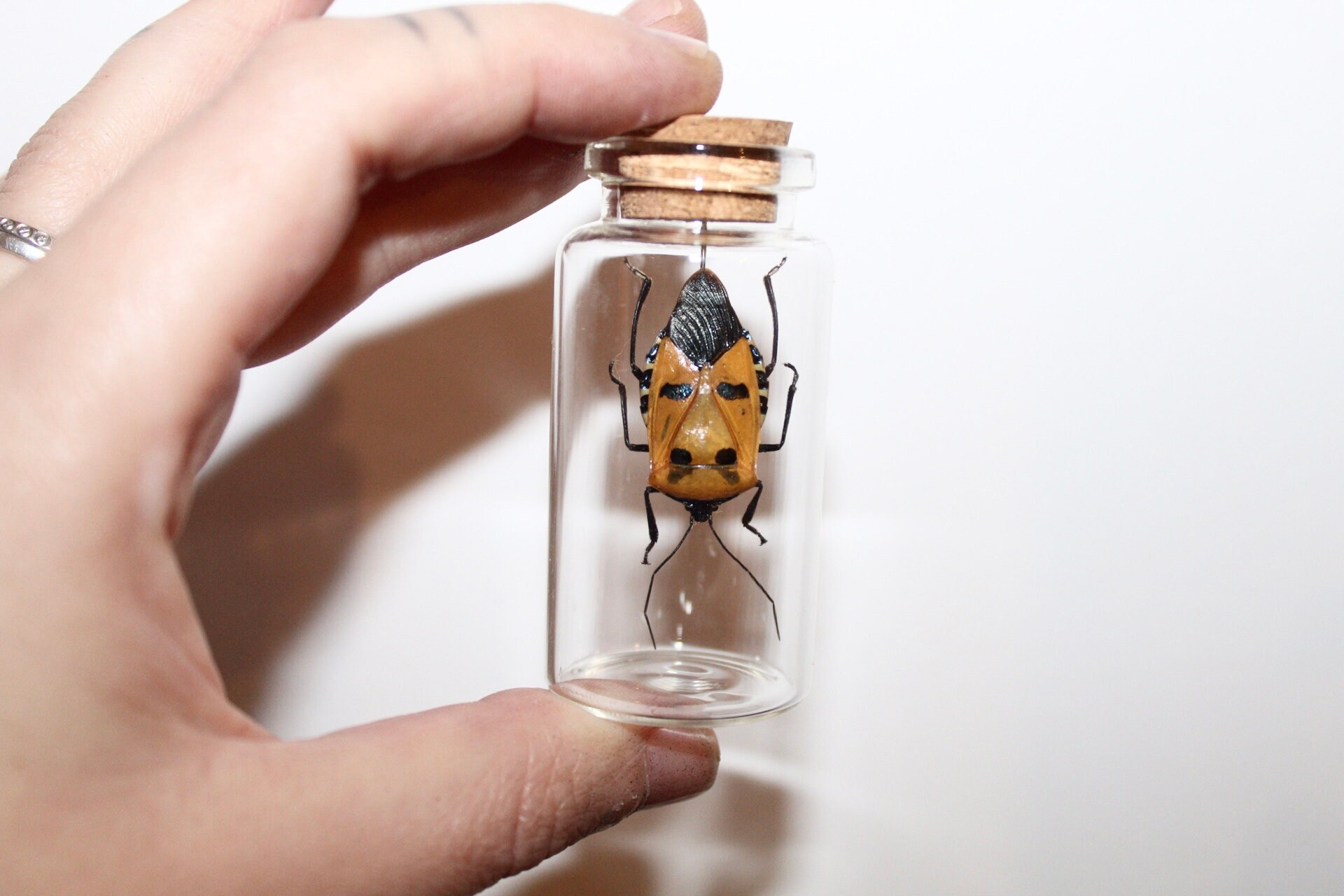 Real Glass Vial Catacanthus incarnatus Curiosity Framed Naturalized Entomology Cabinet Curiosity Oddities