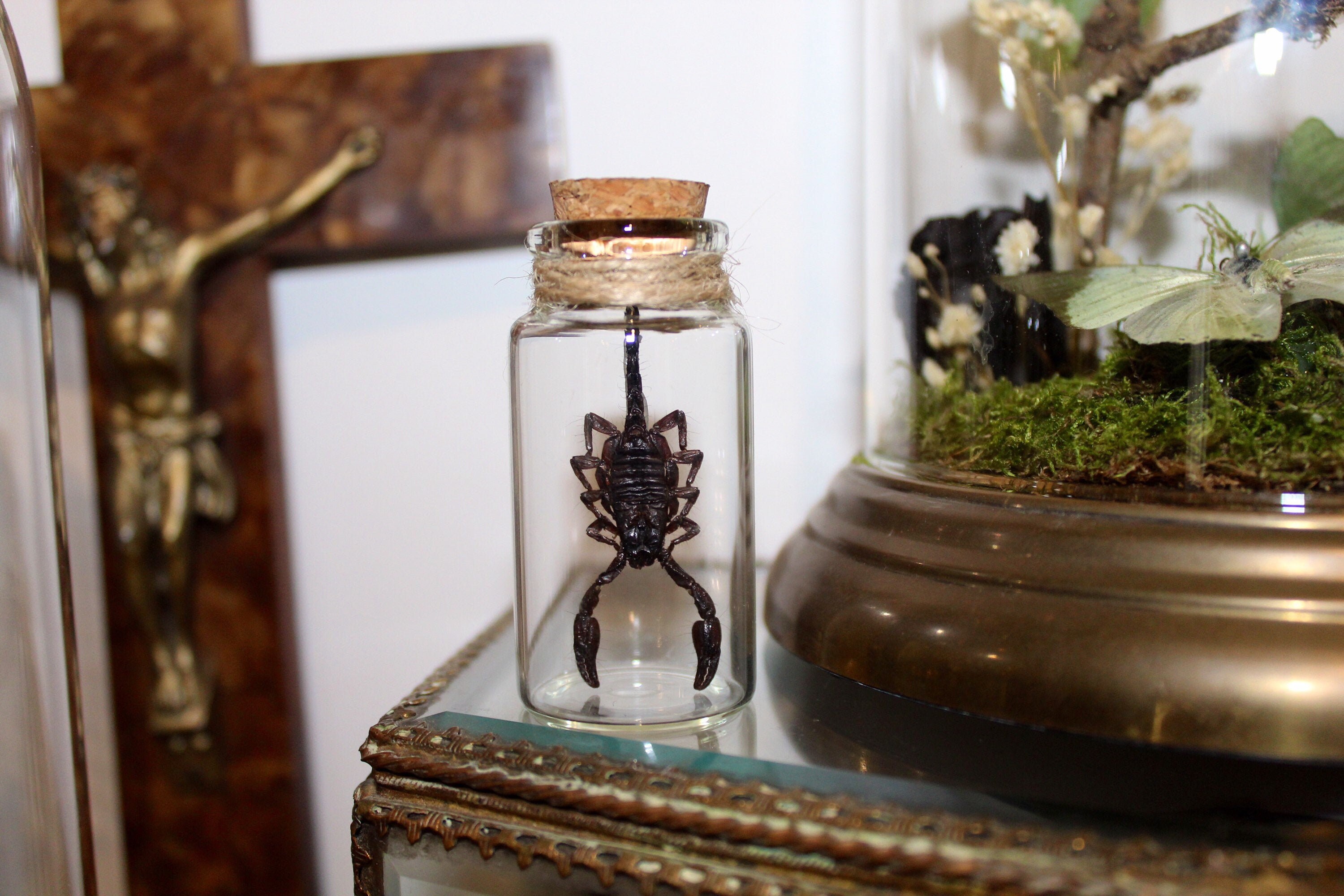Fiole en Verre Véritable Scorpion Heterometrus Curiosité Framed Naturalisé Entomologie Cabinet Curio