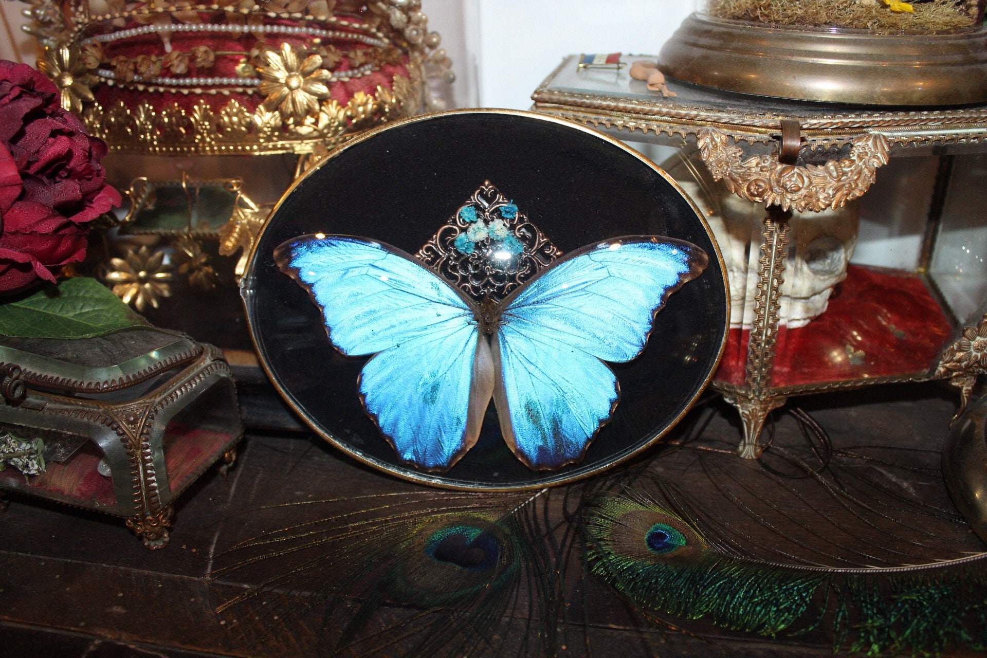 Cadre Véritable Baroque Laiton Morpho Didius Giant Butterfly Taxidermie Curiosité Cursed Witch Oddit