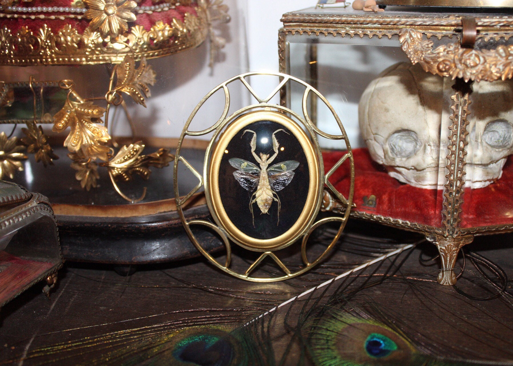 Cadre Ovale Ancien Doré Mante Fleur Asiatique Creobroter Gemmatus Cabinet de Curiosité Entomologie V