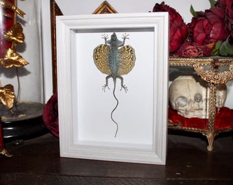 Real naturalized flying lizard frame framed curiosity cabinet witch collection butterfly odditites Witch decor