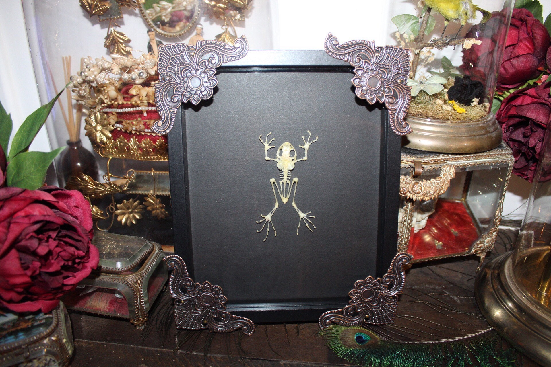 Cadre Rhacophorus Reinwardtii Véritable Squelette Grenouille Cabinet de Curiosité Taxidermie Entomol