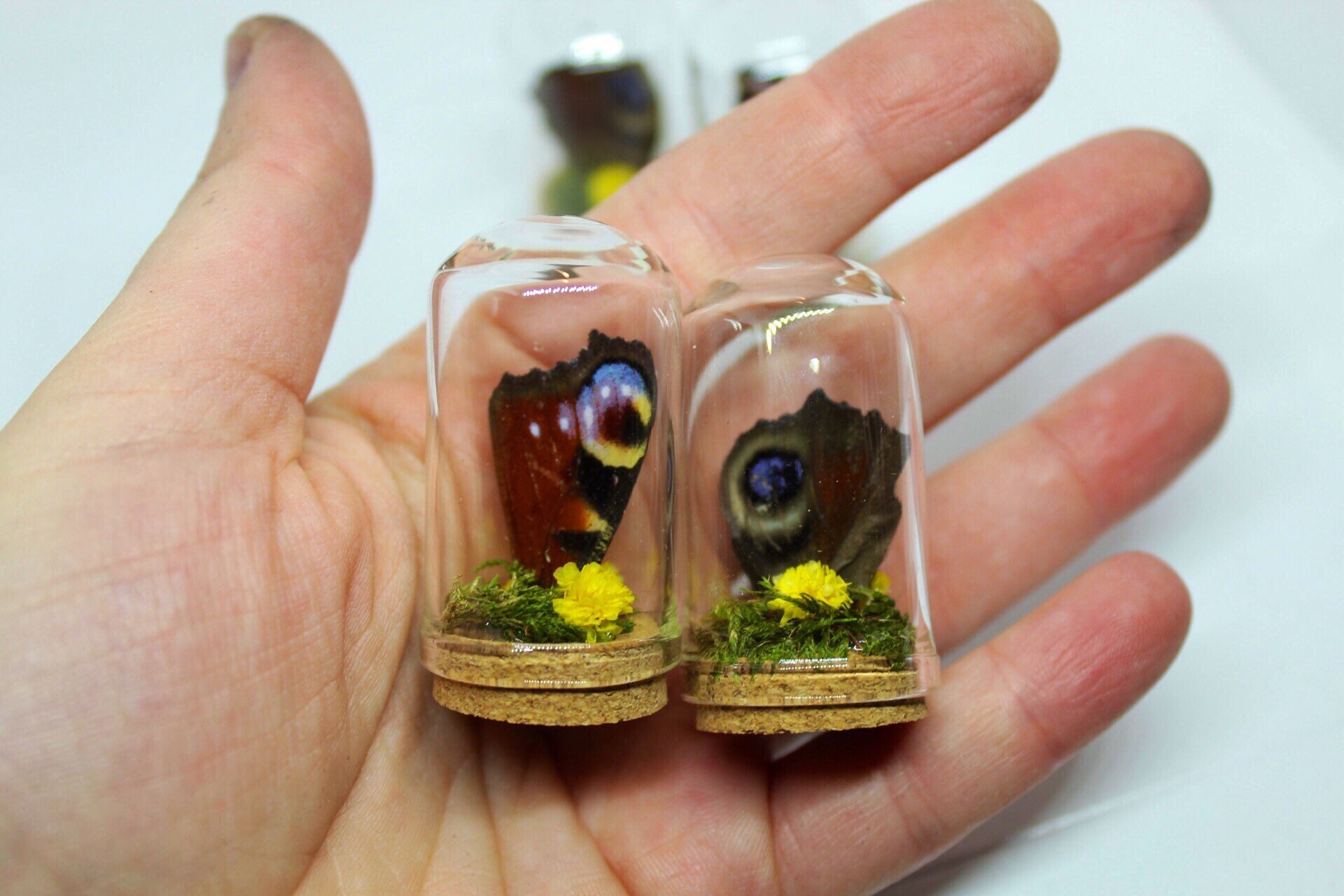Mini Globe Aile Papillon Rose Séchée Cabinet de Curiosité Entomologie Véritable Naturalisé Taxidermi