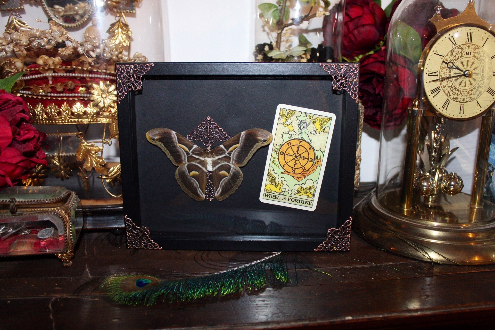 Cadre Véritable Papillon Naturalisé Taxidermie Curiosité Cursed Witch Oddities Cabinet de Whell Of F