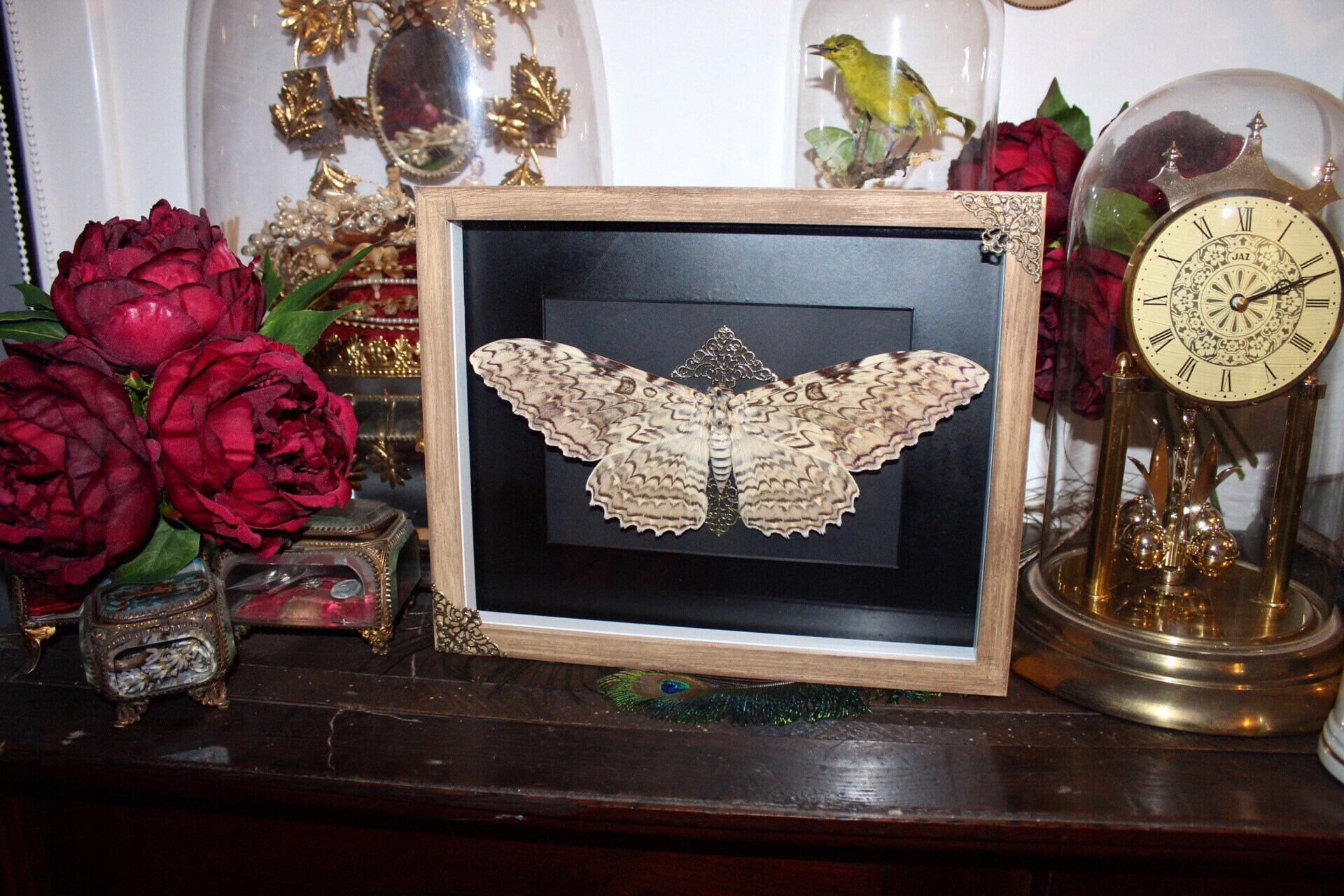 Cadre Papillon Véritable Thysania Agrippina Cabinet de Curiosité Taxidermie Entomologie Giant Moth O