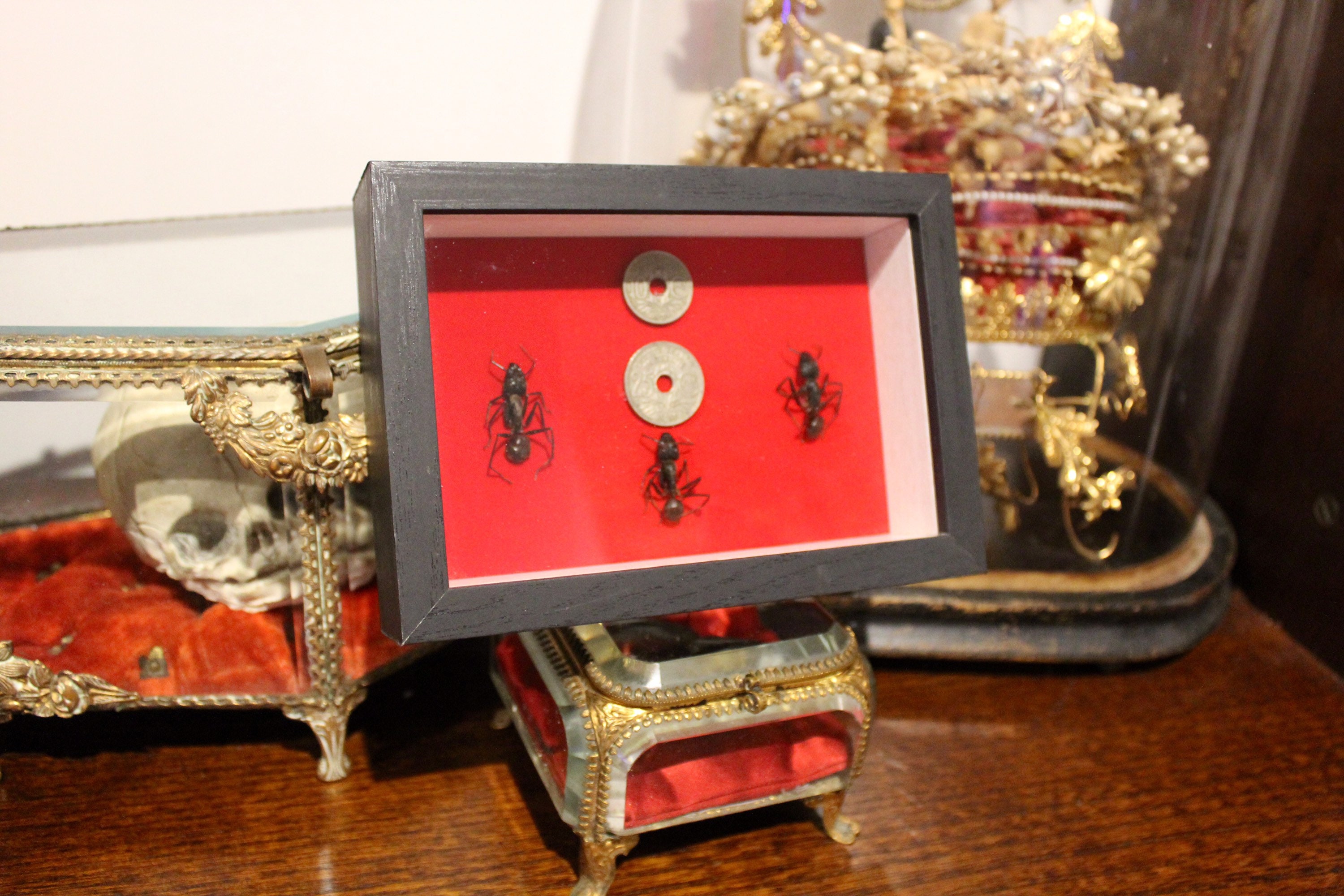 Cadre Entomologie Fourmis Géante Naturalisée Giant Ant Papillon Oddities Cabinet de Curiosité Old Fr