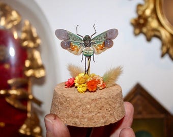 地球儀 昆虫学 昆虫ランタン ペンティコデス・ファリノサ 珍品箱 昆虫学 実物 剥製 花