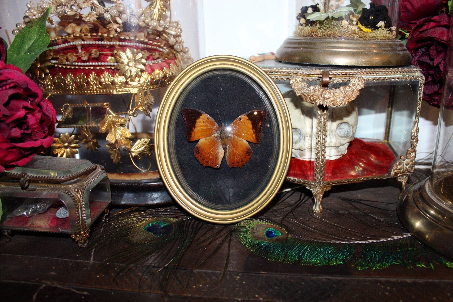 Cadre Verre Bombé Papillon Charaxes Bernardus Oddities Old Frame Bowl Cabinet Curiosité