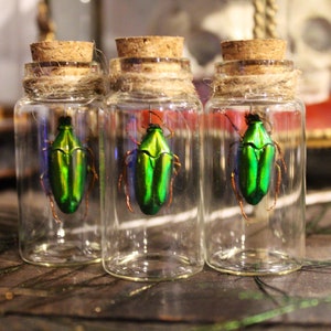 Real glass vial CHALCOTHEA SMARAGDINA curiosity framed Naturalized entomology cabinet curiosity oddities cetonia