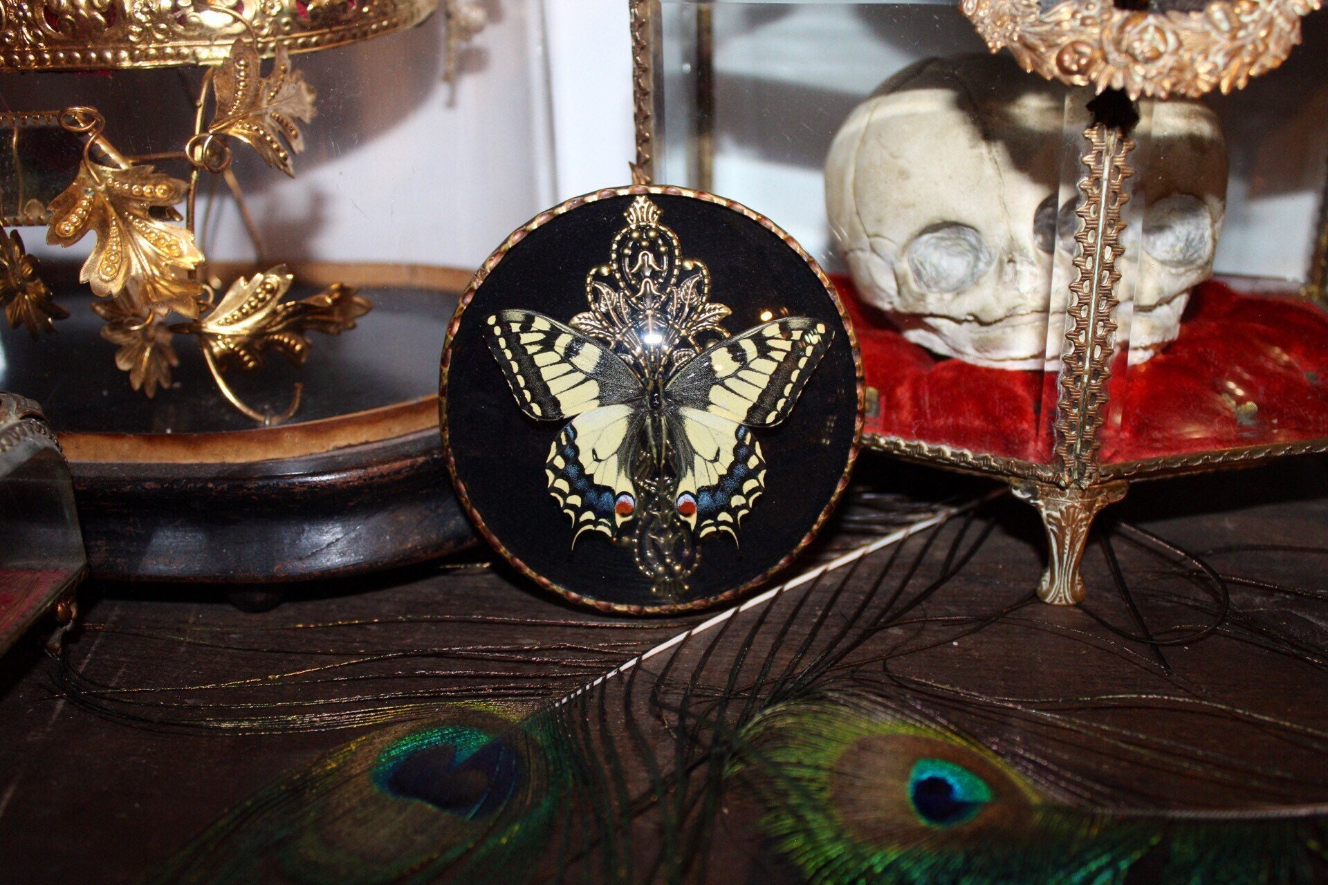 Cadre Verre Bombé Papillon Flambé Machaon Oddities Old Frame Bowl Cabinet Curiosité