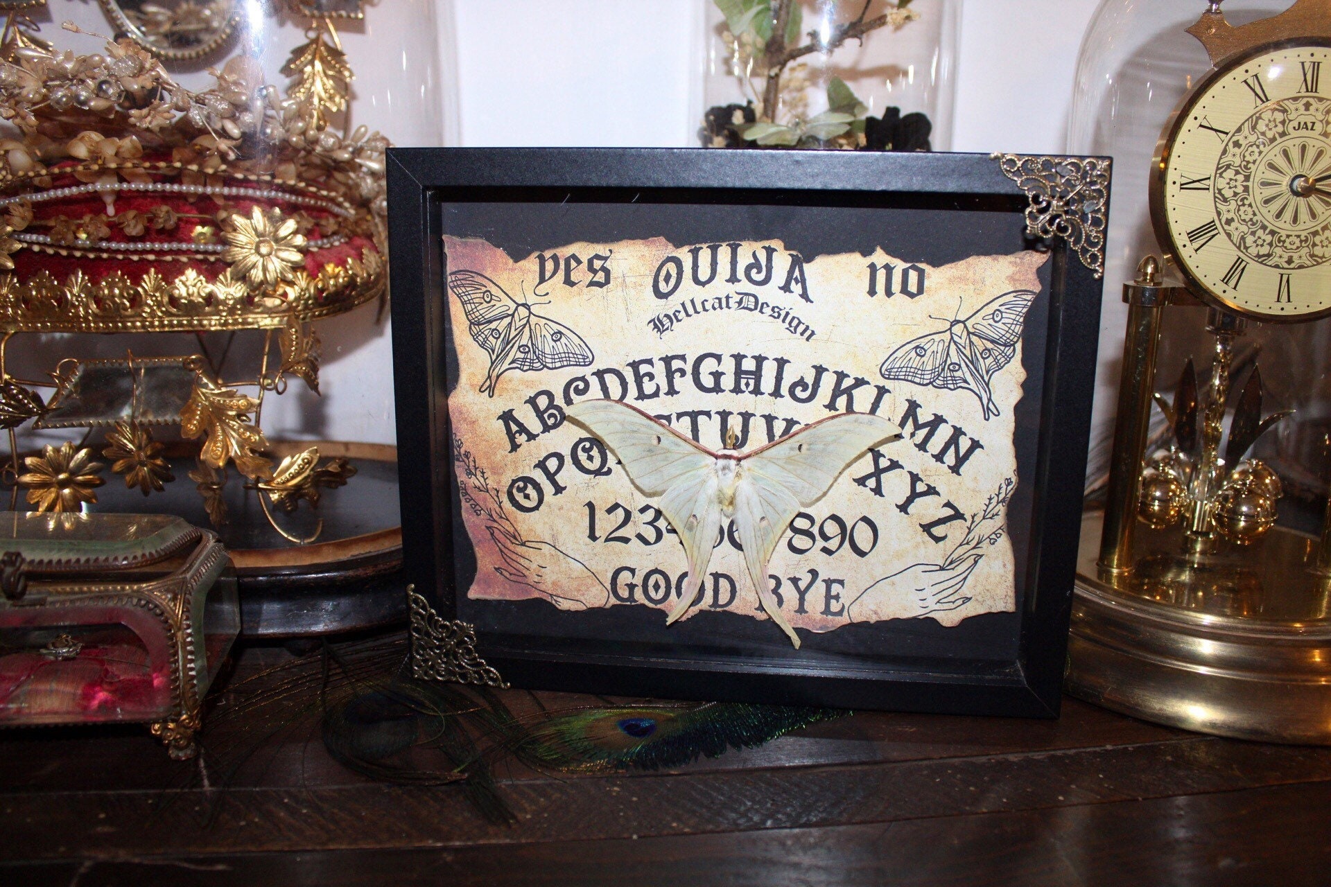 Cadre Véritable Papillon Naturalisé Luna Moth Lune Taxidermie Curiosité Cursed Witch Oddities Real O