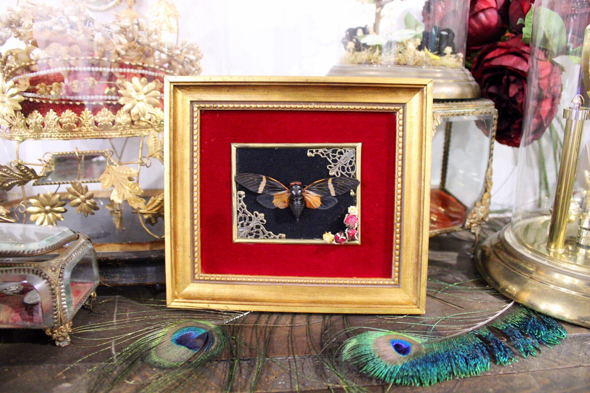 Cadre Entomologie Cigale Naturalisée Ambragaeana Ambra Cabinet de Curiosité Oddities Taxidermie Anci