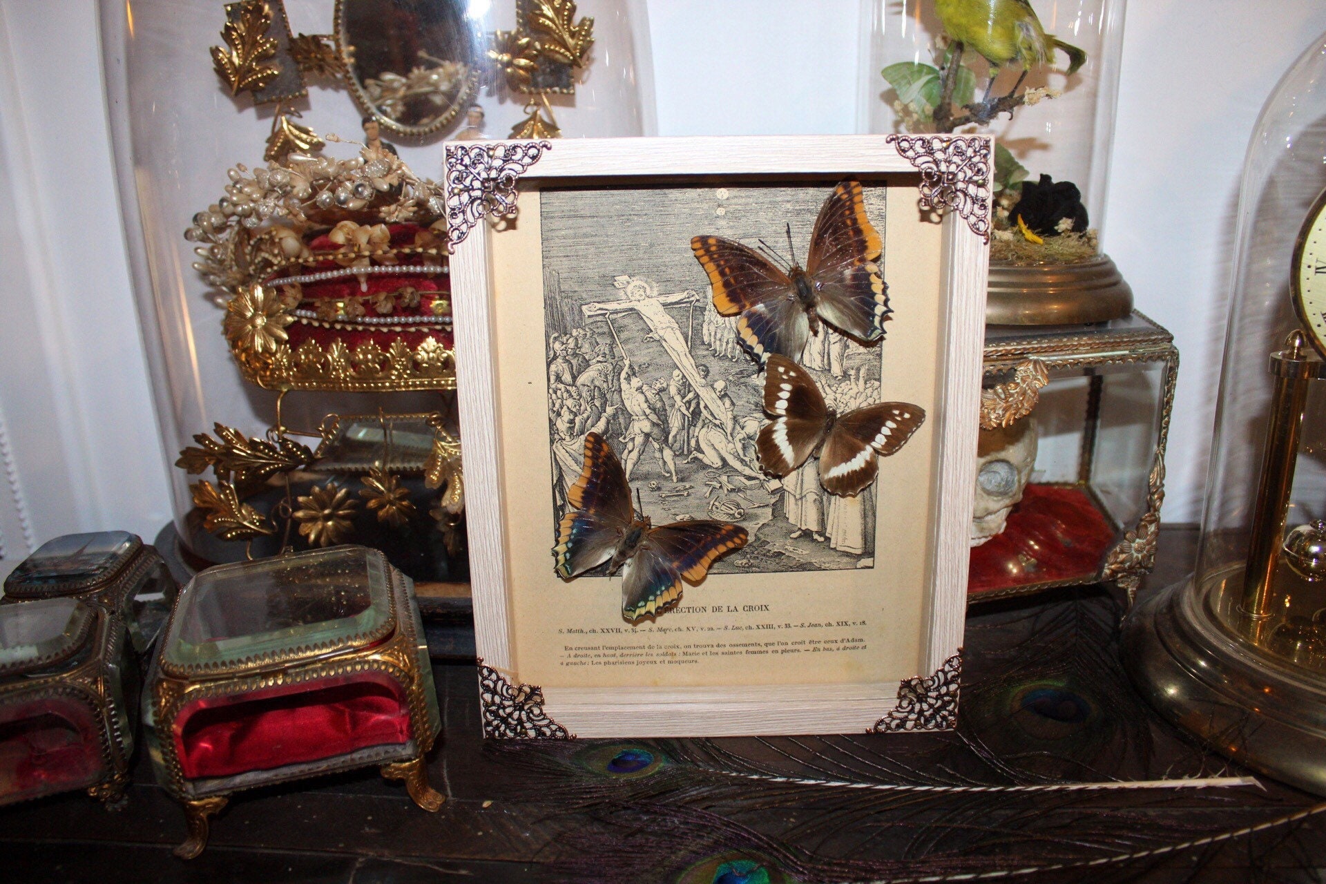 Cadre Papillon Trio Papilio Charaxes Naturalisé Véritable Entomologie Taxidermie Oddities Cabinet Cu