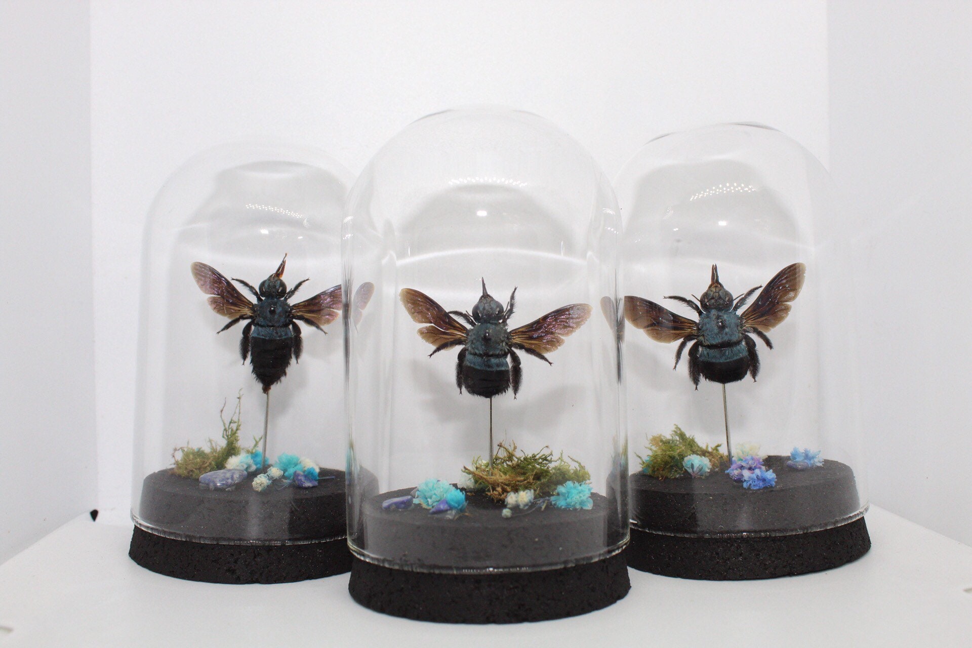 Globe Insecte Abeille Bleue Géante Xylocopa Caerulea Cabinet de Curiosité Entomologie Véritable Natu