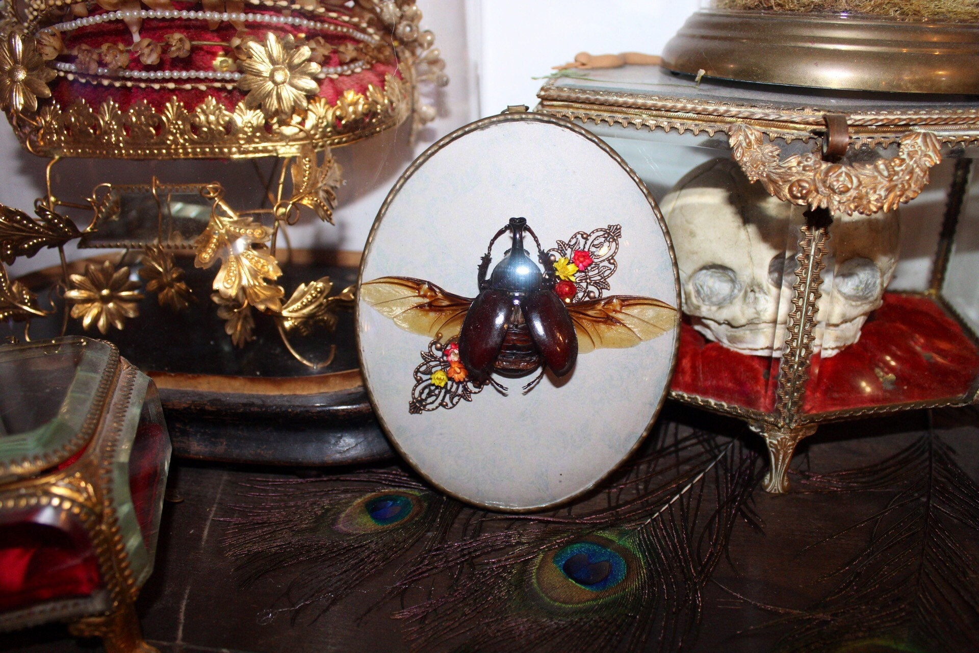 Cadre Véritable Scarabée Chalcosoma Atlas Oddities Cabinet de Curiosité Cadre Bombé Entomologie Art 