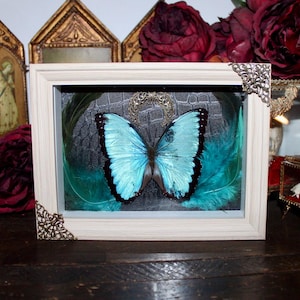 Marco real, mariposa morfo azul disecada, curiosidad, morfo peleides, rarezas de la bruja maldita, pluma lunar real