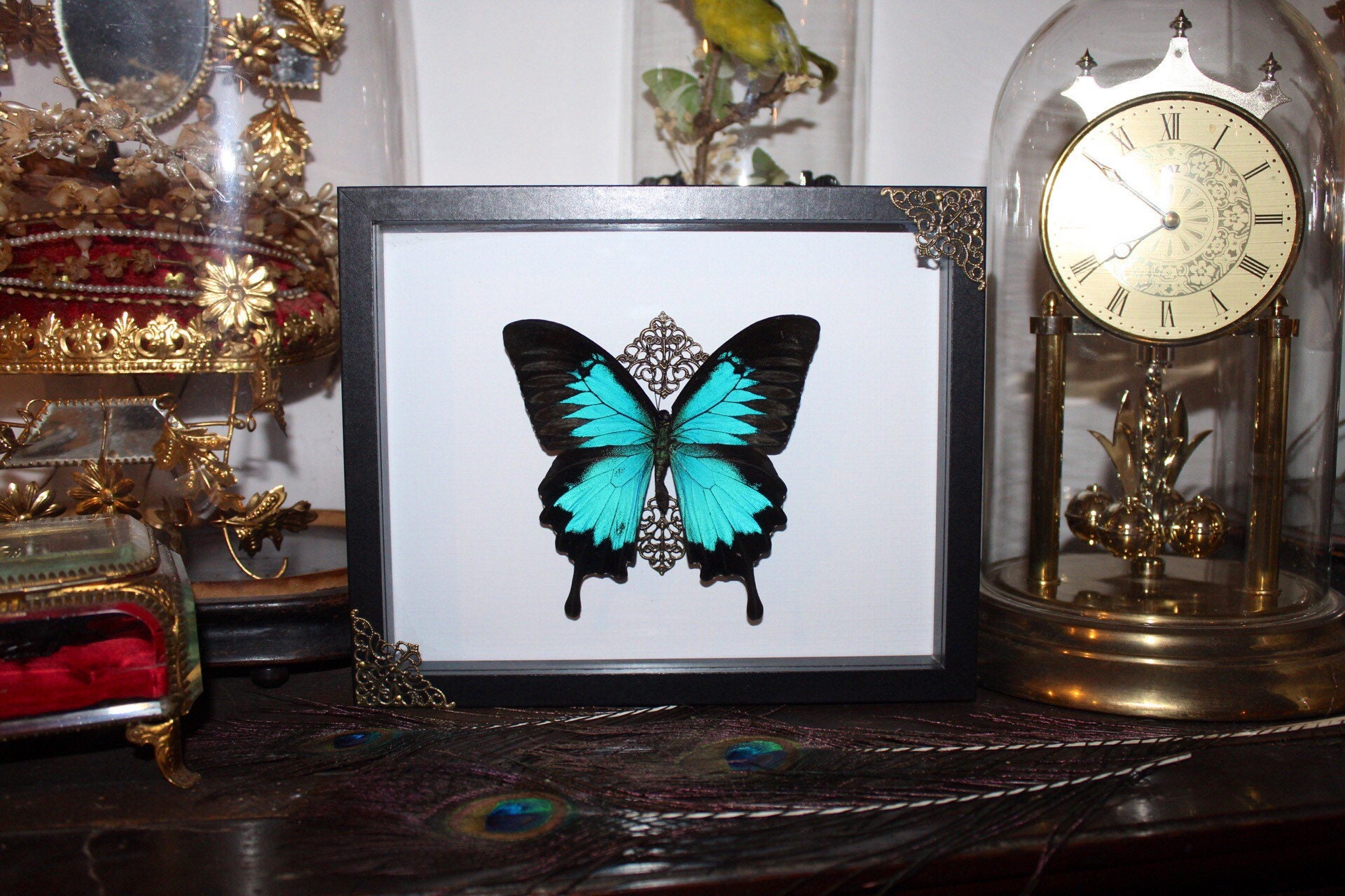 Cadre Papillon Papilio Ulysses Naturalisé Véritable Entomologie Taxidermie Oddities Cabinet Curiosit
