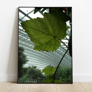 Leaf in Flower Dome in Gardens by the Bay in Singapore Printable Wall Art, Digital Download