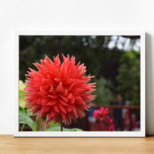 Flower in Gardens by the Bay Flower Dome in Singapore Printable Wall Art, Digital Download