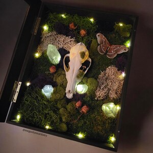 Echte Koyote Schädel Wandkunst, LED beleuchtete Terrarium Display, Wald Diorama Lampe, Wald Wohnkultur, Cottagecore Kunstwerk, Geschenke für Naturliebhaber