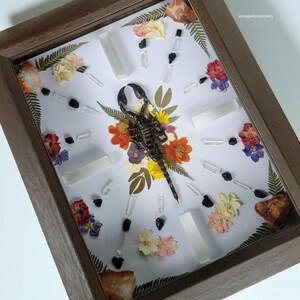 Scorpion Crystal Grid Shadow Box, Oddity Wall Art, Crystal Grid, Framed Emperor Scorpion, Pandinus Imperator, Nature Shadow Box, Witch Decor