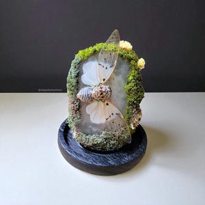 Konservierte Zikade Kuriosität Display Witchy Natur Kunst Wald Terrarium Kristall Lampe Skulptur Kuriosität Schrank Altar Dekor Cottagecore Geschenk
