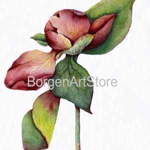 Pfingstrose Wandkunst, Aquarell Pfingstrose Print, rosa Blume Digital Download, Botanische Poster, Floral Wanddekor, Pfingstrose druckbare Kunst