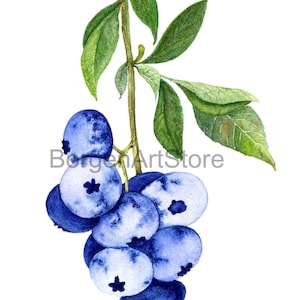 Heidelbeere Aquarell Druck, Blaubeere, Beere Illustration, Beere Illustration, Sofort Download Poster, Beere Illustration