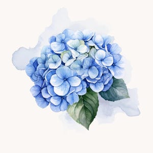 Può includere: Illustrazione ad acquerello di un fiore di ortensia blu con foglie verdi. Il fiore ha più strati di petali in varie tonalità di blu e bianco. Lo sfondo presenta un morbido lavaggio ad acquerello azzurro chiaro.