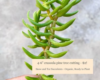 Crassula Tetragona Pine Tree Cutting (4-6")