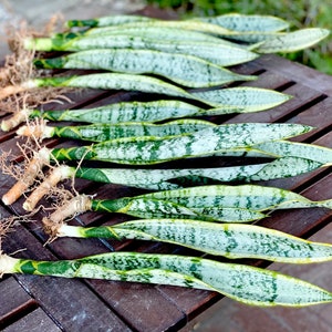 Sansevieria Superba: Golden Snake Plant Set of Three, Easy Indoor Air Purifier