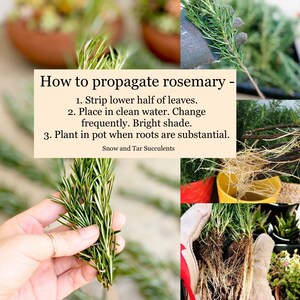 Fresh rosemary cuttings 50 6 to 9 rosemary sprigs for propagating rosemary, rosemary gardening, grow your own herbs and more image 7
