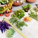 see more listings in the Succulent Cuttings section