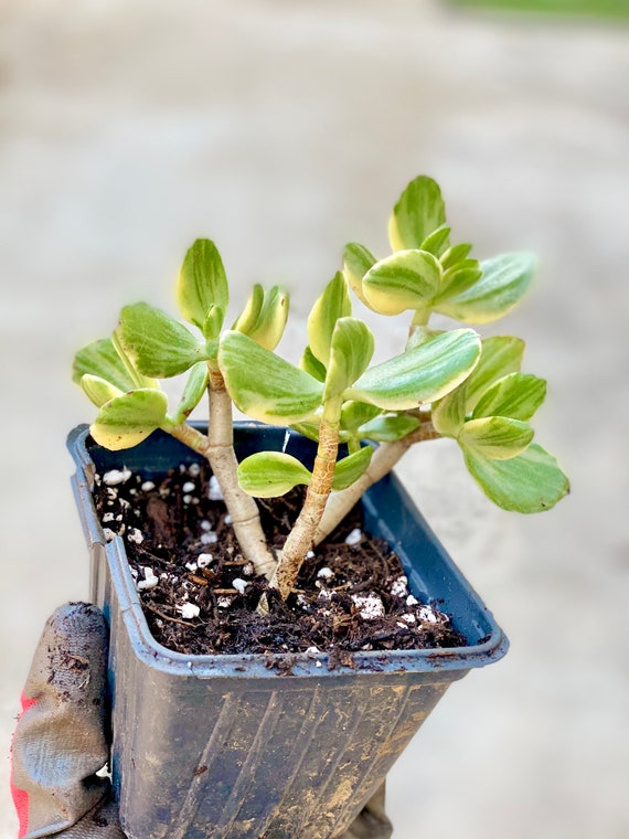 Variegated Jade Plant: Tri-color Crassula Ovata Succulent - Etsy