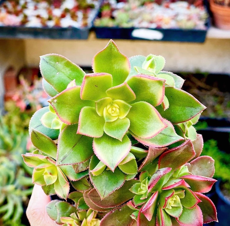 Rare Aeonium Kiwi Succulent Cuttings
