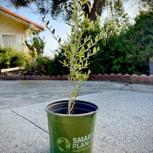 May include: A small green potted olive tree with green leaves. The pot is labeled "Smart Planet Drought Tolerant Plants."