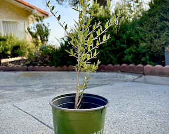 Live Rooted Olive Trees Saplings Baby Olive Treea Shipped Bare Root - Mediterranean Greek Olive Tree Well Rooted