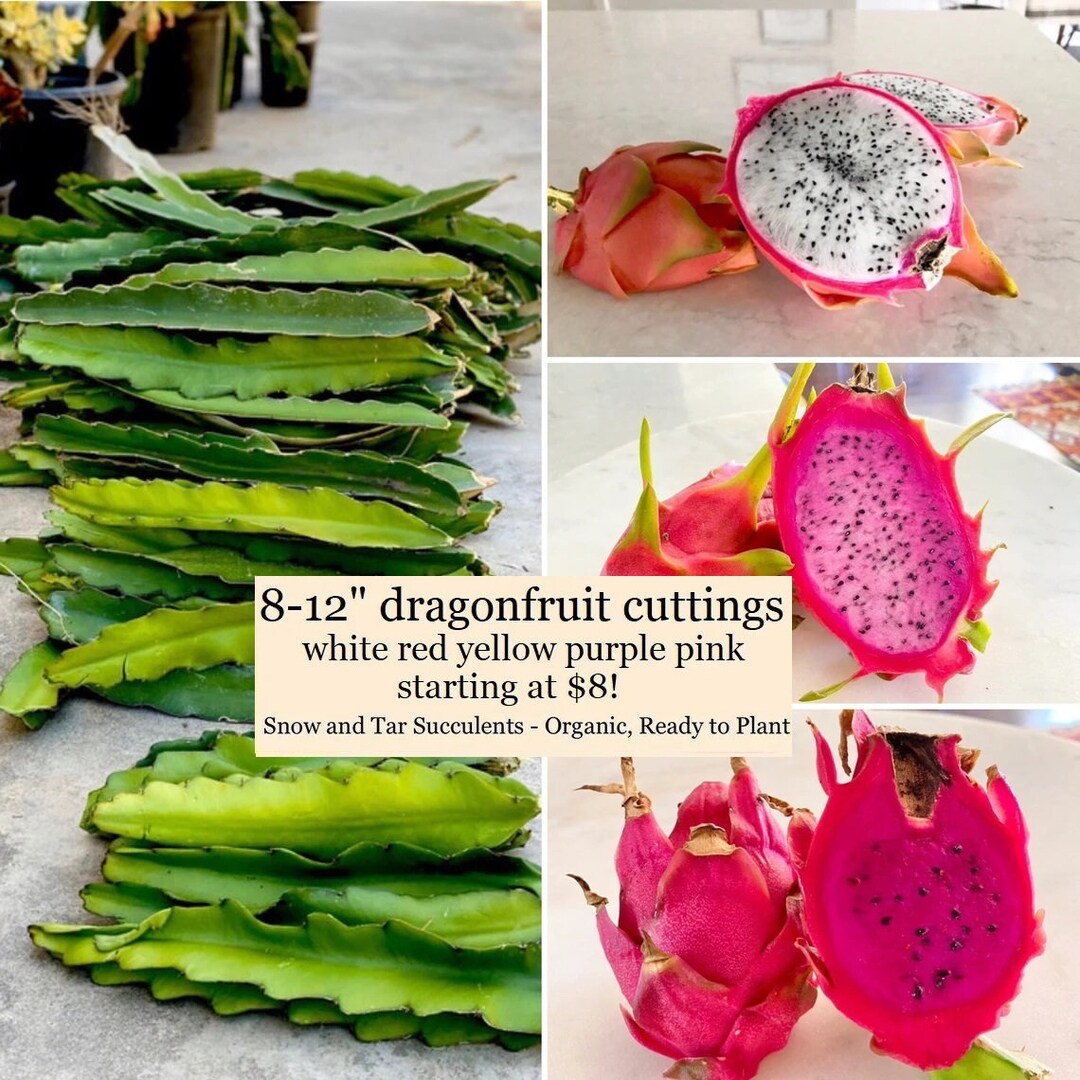 Large Dragonfruit Cuttings White Red Pink Yellow Purple Fruit Pitaya Organic 812 Sections Ready