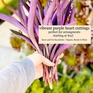 Purple Heart cuttings for propagation and floral arrangements ready to plant, large healthy stems of vibrant color succulent